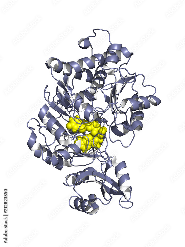 Luciferase is an enzyme that produces bioluminescence, often used as a tool in biotechnology