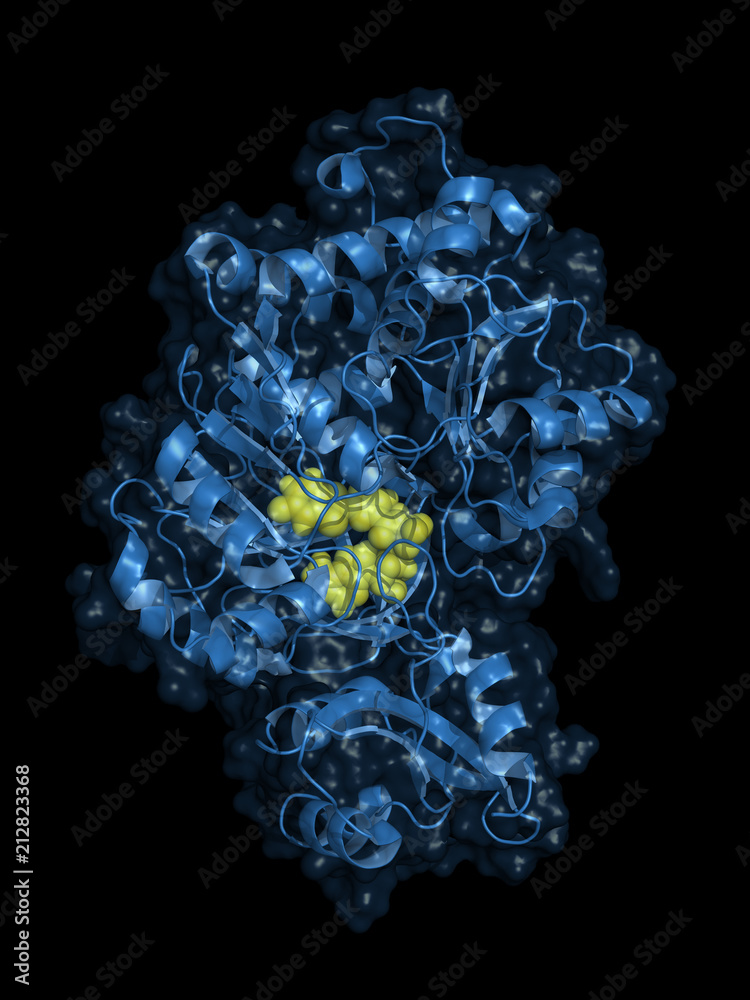 Luciferase is an enzyme that produces bioluminescence, often used as a tool in biotechnology