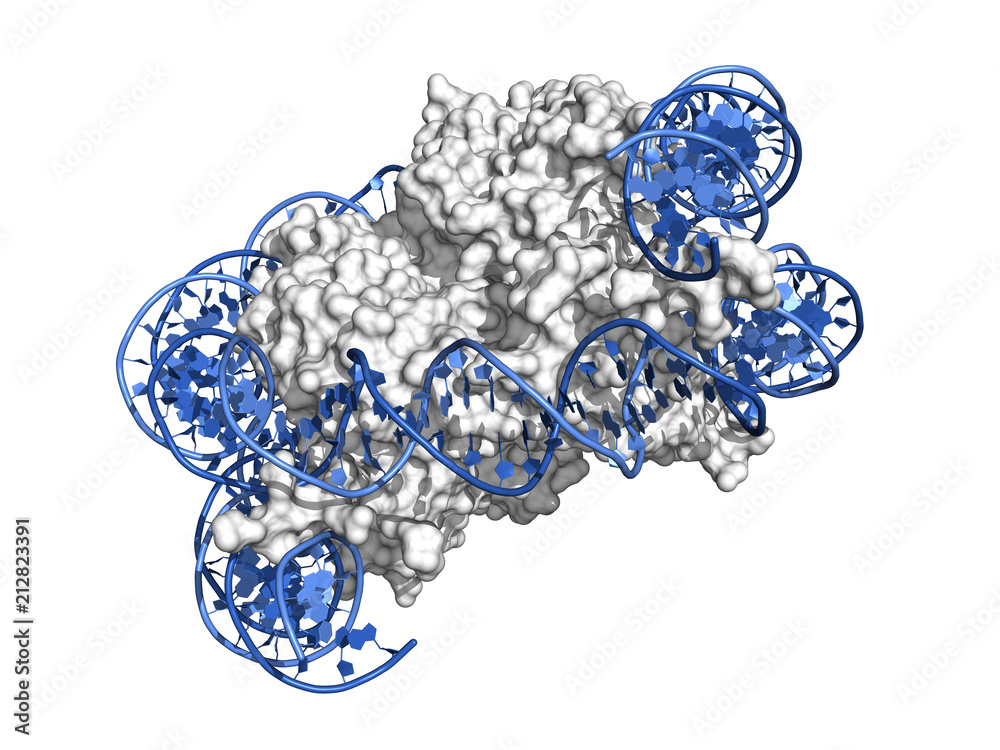 Ilustrace „Nucleosome is a basic unit of DNA packaging in eukaryotic