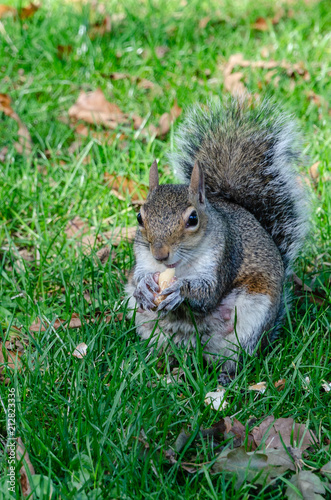 A curious little female squirrel eating