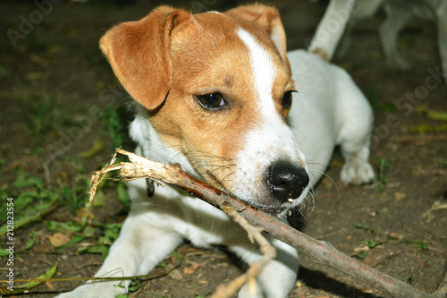 Jack Russell Terrier is played  Jack Russell Terrier gnaws a stick  dog  puppy  jack russell terrier   dogs drink water   pet  animal  cute  jack russell terrier  terrier  beagle  white  portrait