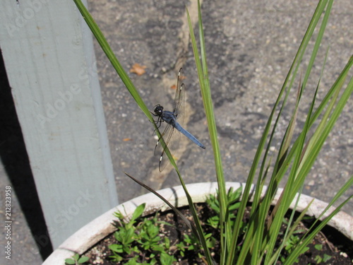 A beautiful male comanche skimmer dragonfly (Libellula comanche) perched on a plant photo