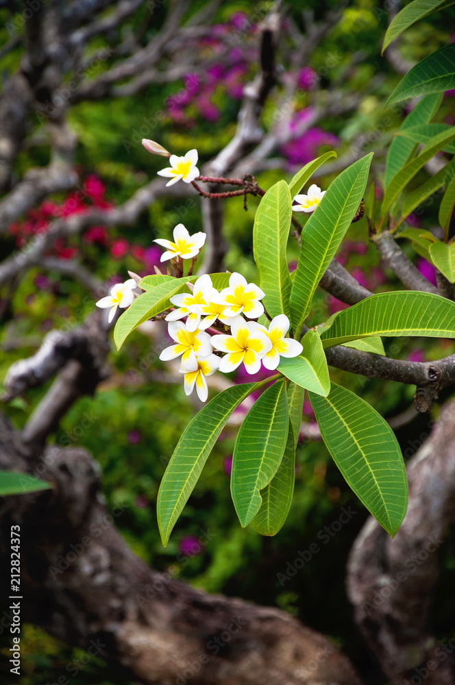 Fototapeta premium White and yellow plumeria frangipani flowers with leaves. Flower of Asia, floral background, symbol of Indonesia