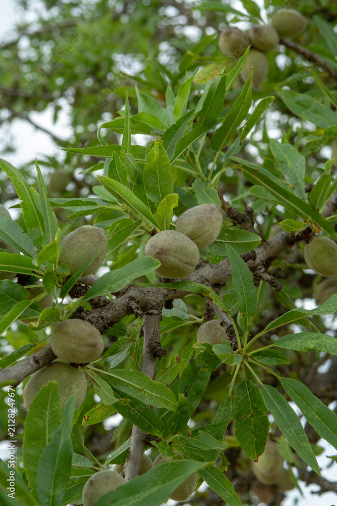 Almond Nut Tree Growing