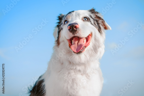 Photography Portrait of a happy, smiling and showing the tongue of an Australian Shepherd do
