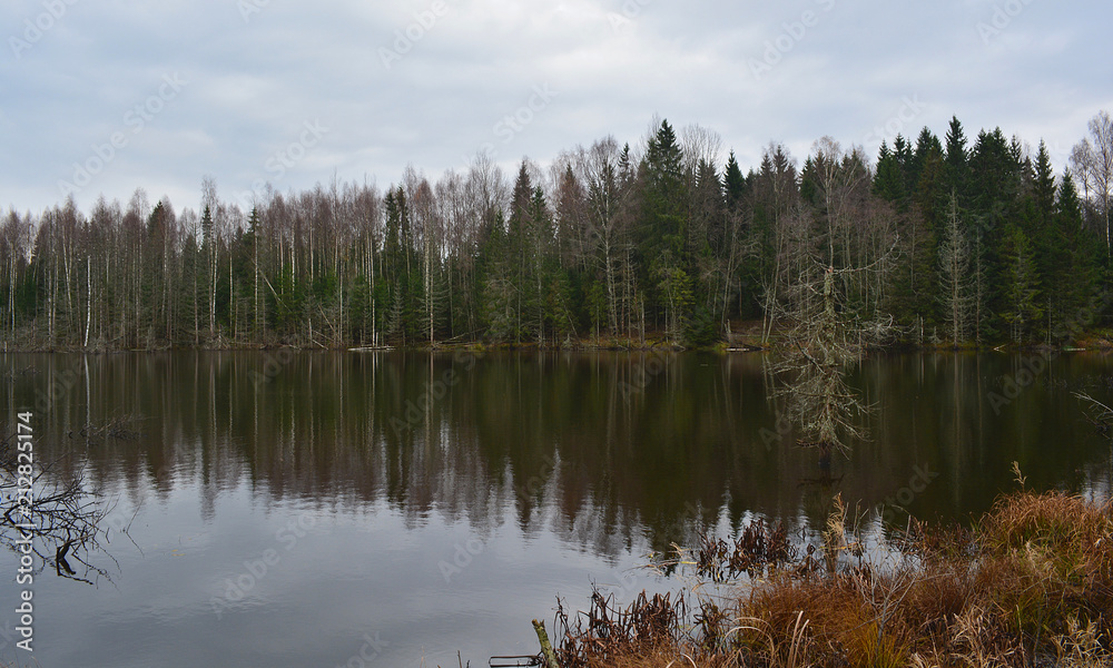 Forest wild Lake