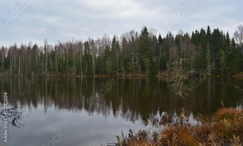 Forest wild Lake