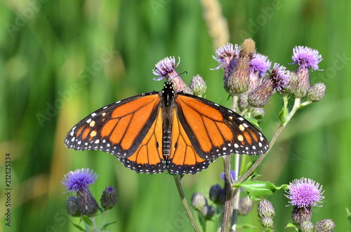Monarch Butterfly on Purple Canada Thistle © Bob