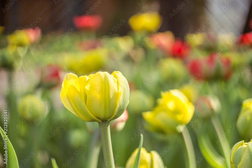 Fototapeta premium Field of tulips
