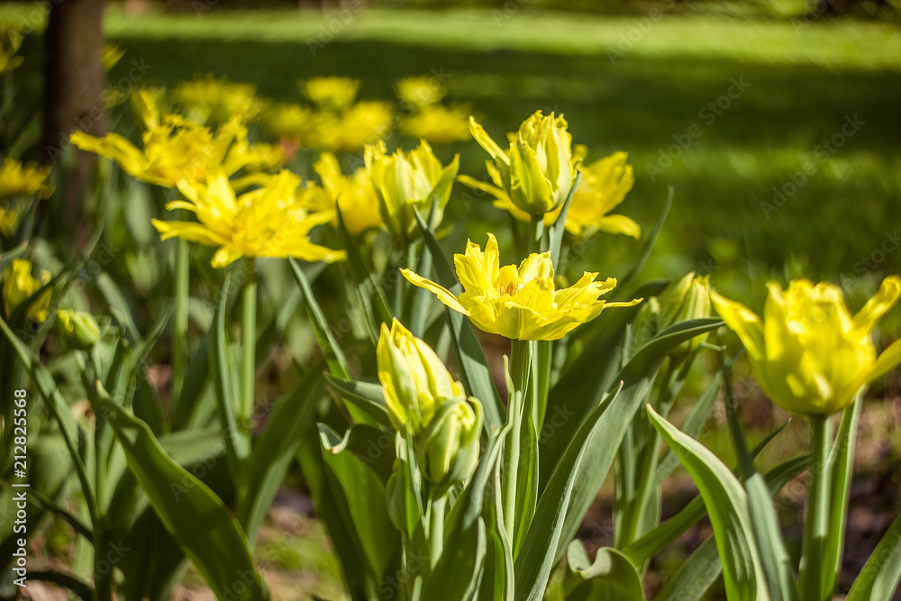 Fototapeta premium Field of tulips