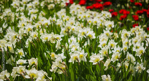 Field of narcissus