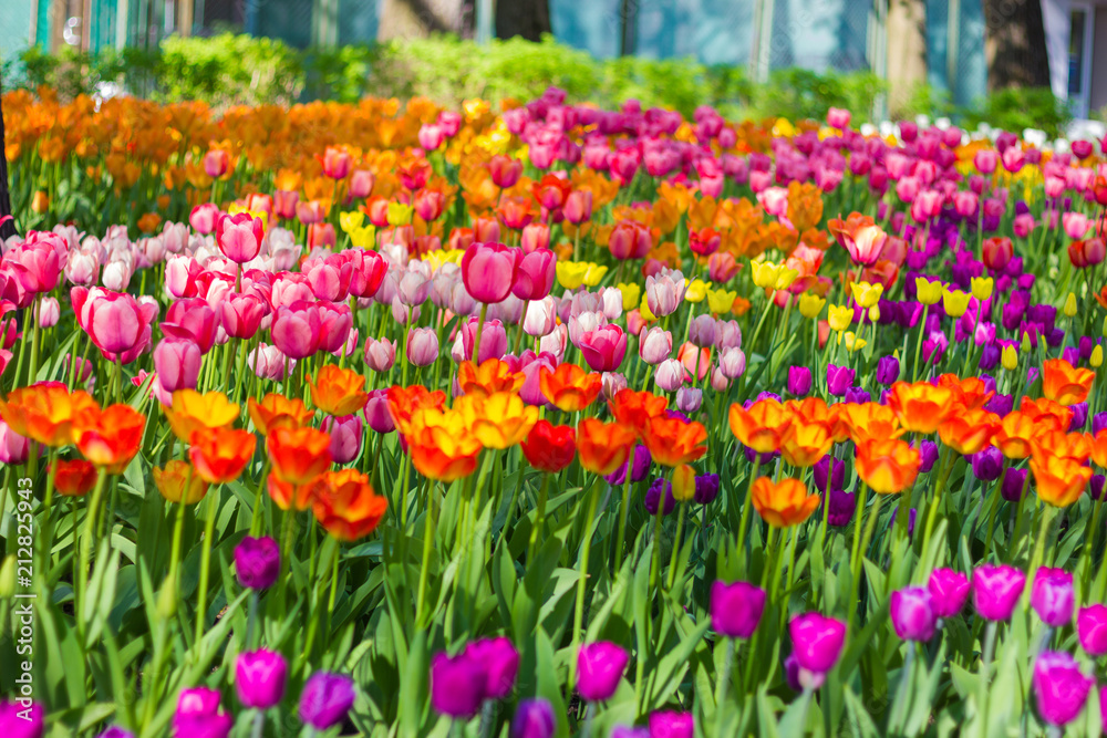 Field of tulips