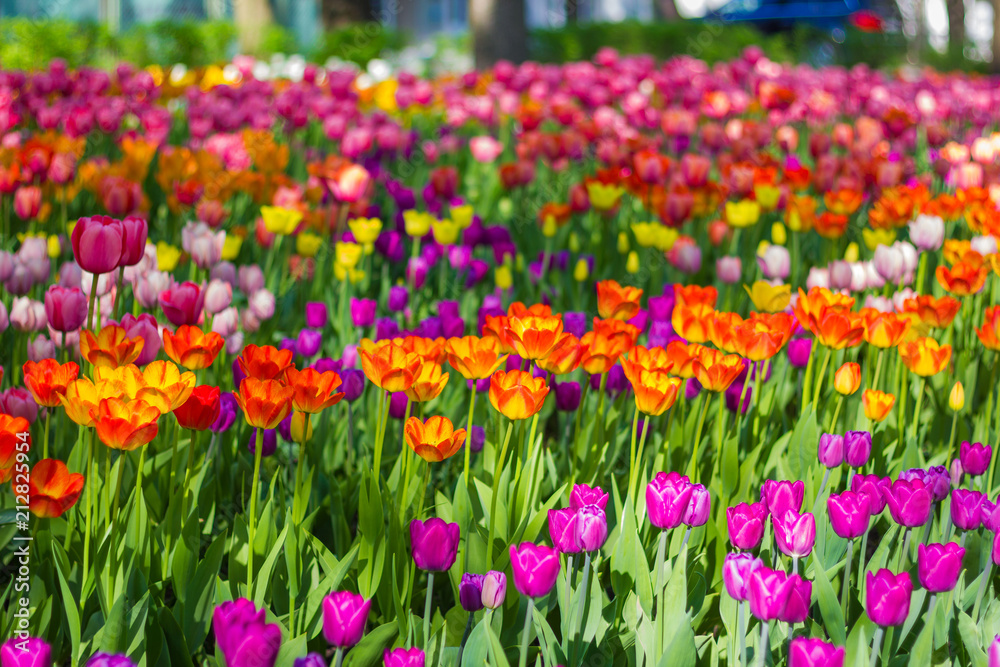 Field of tulips