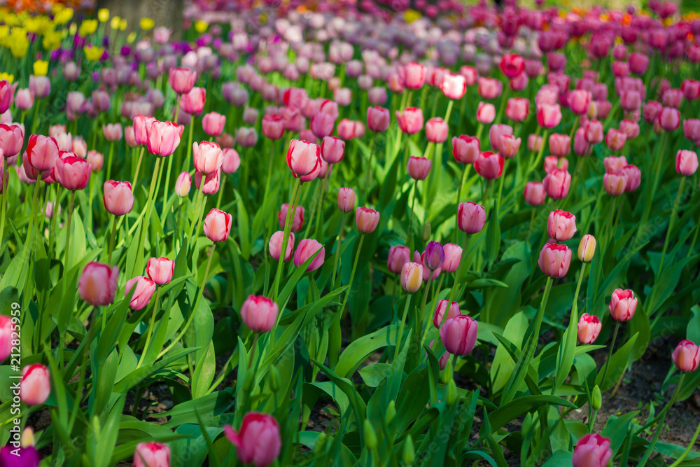 Field of tulips