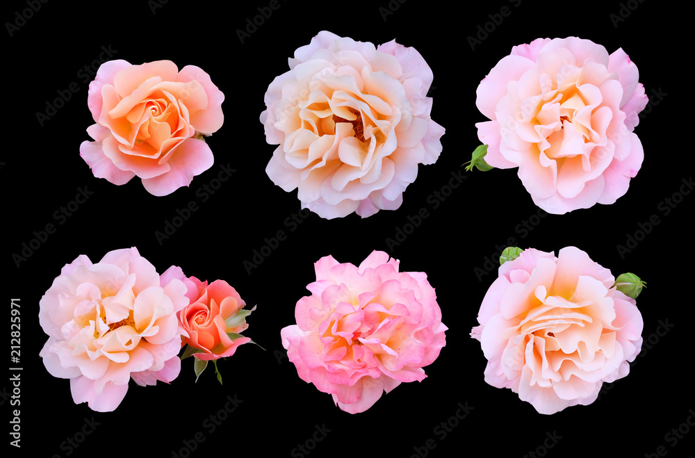 Set of pink climbing roses isolated on black background. Set of pink climbing roses isolated on black background.