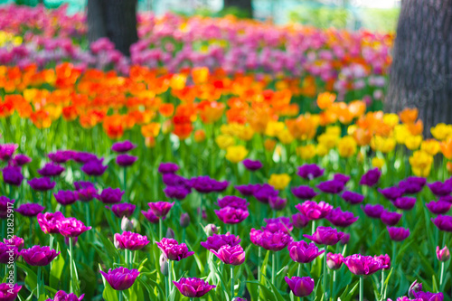 Wallpaper Mural Field of tulips Torontodigital.ca
