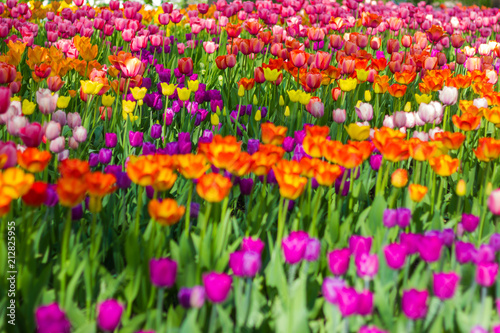 Field of tulips © nelladel