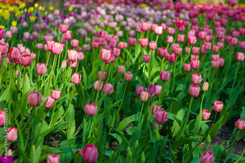 Field of tulips © nelladel