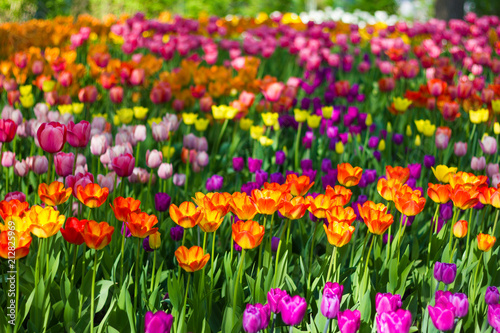 Field of tulips