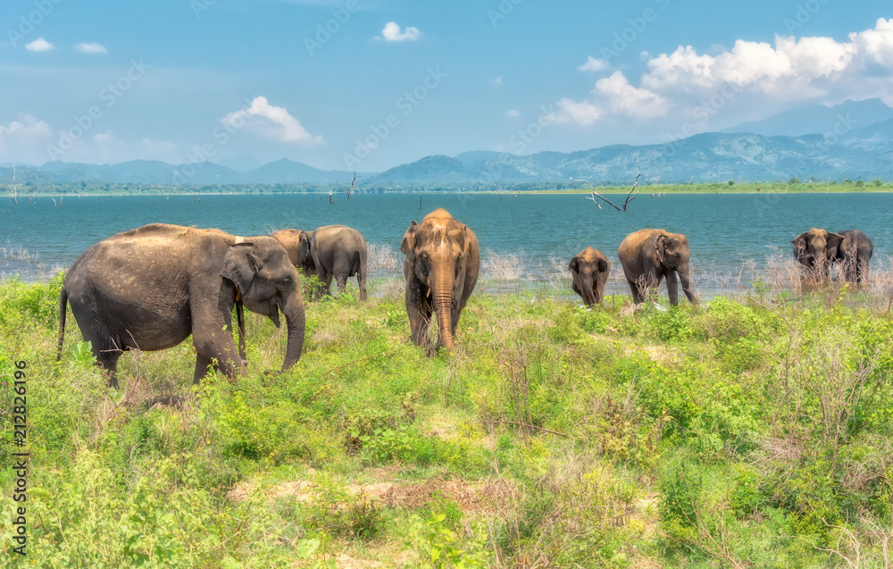 Obraz premium A group of elephants.