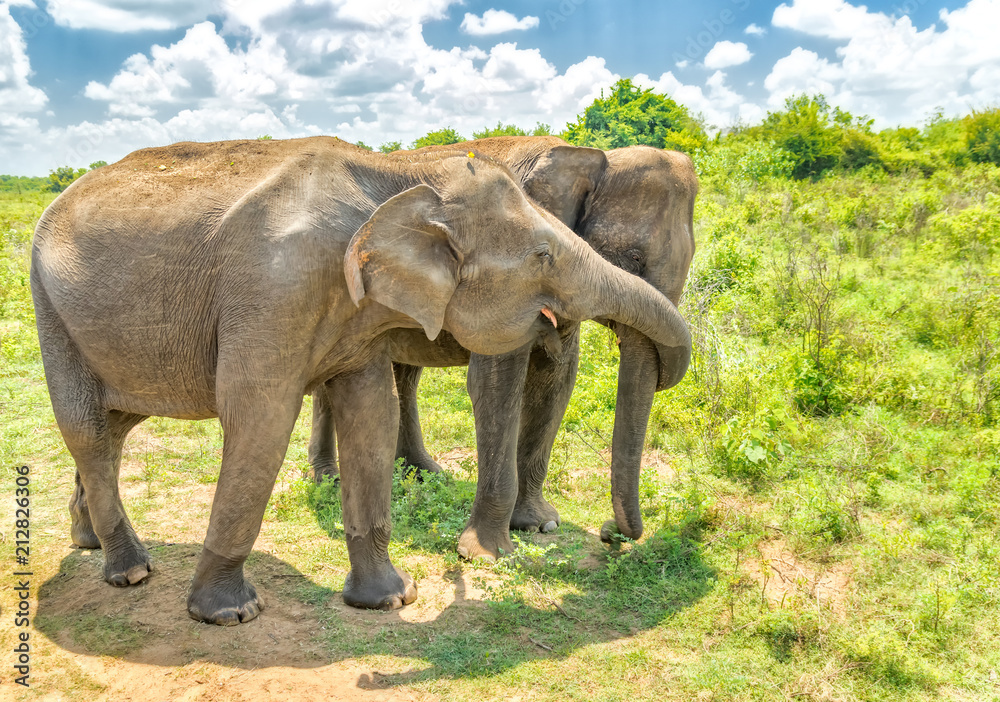 Obraz premium Elephant from Sri Lanka.