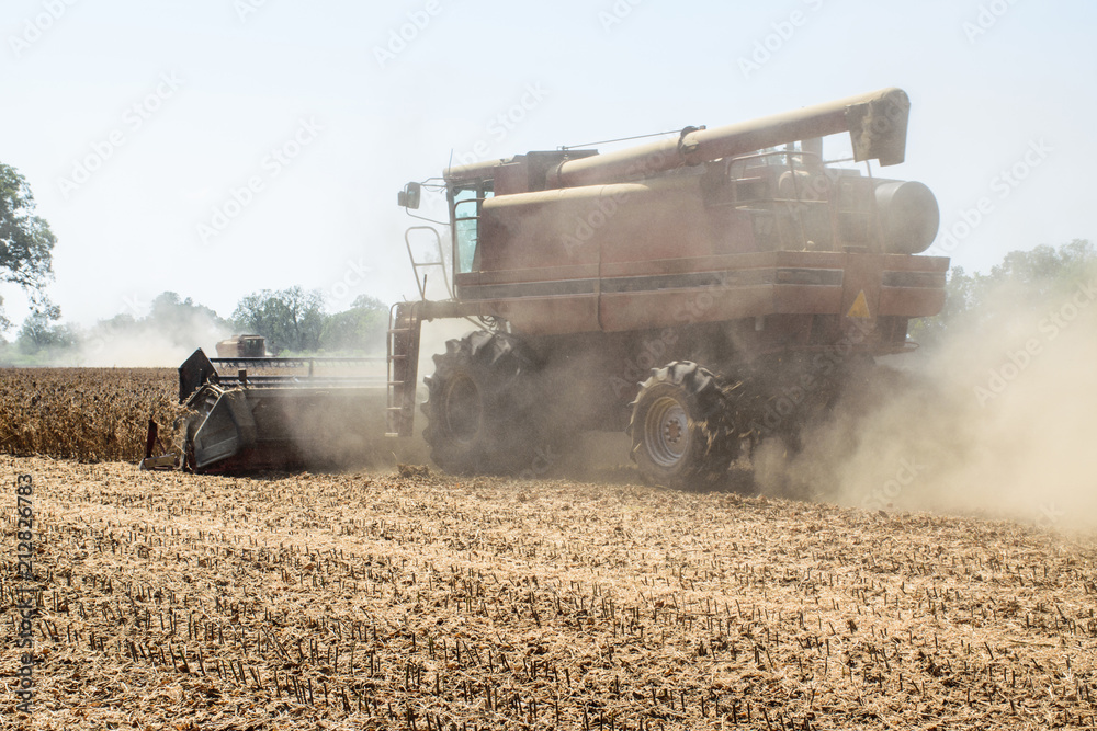 Fototapeta premium a harvester cuts and gathers dried, ripened soybeans on a family farm