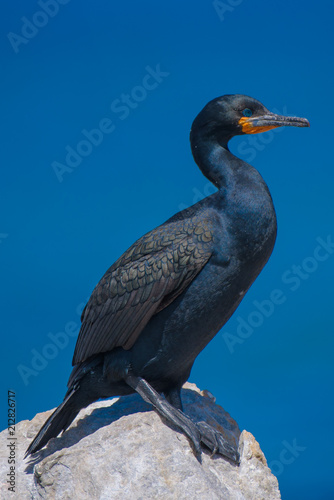 Cormorant © Eugen