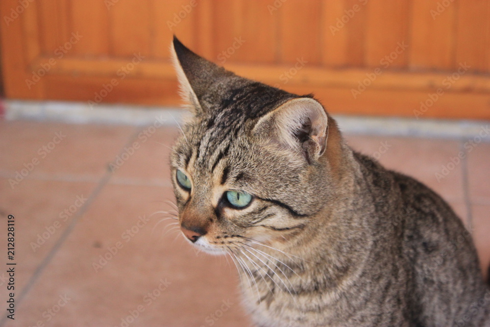 Portrait of a green eyed domestic cat Portrait of a green eyed domestic cat