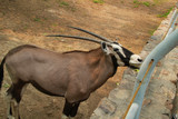 Brown Oryx gazella (Gemsbok).