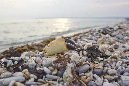 Crab arm on beach pebbles