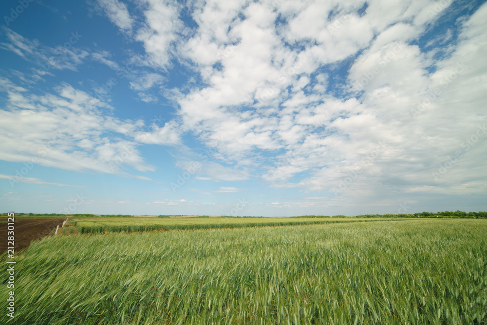 field winter wheat green