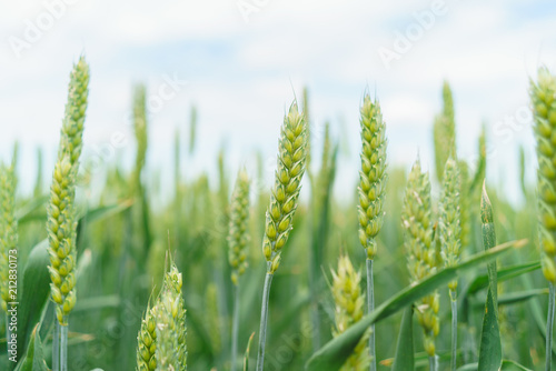 field of winter wheat green close-up of ear