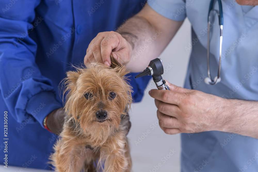 veterinarian exam ear with otoscope to dog at pet clinic with his atudent assistant veterinarian exam ear with otoscope to dog at pet clinic with his atudent assistant