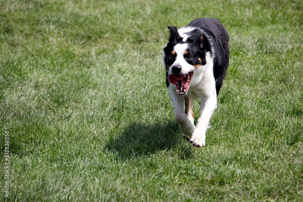 Sheep dog or Border Collie, also known as a Scottish Sheepdog,with distinctive black and white coat, running over grass towards the camera with its tongue out Sheep dog or Border Collie, also known as a Scottish Sheepdog,with distinctive black and white coat, running over grass towards the camera with its tongue out