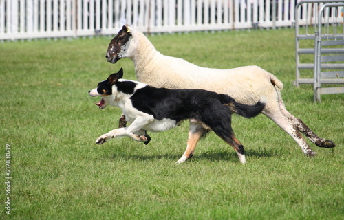 Sheep dog or Border Collie, also known as a Scottish Sheepdog, with distinctive black and white coat, running alongside a black faced sheep
