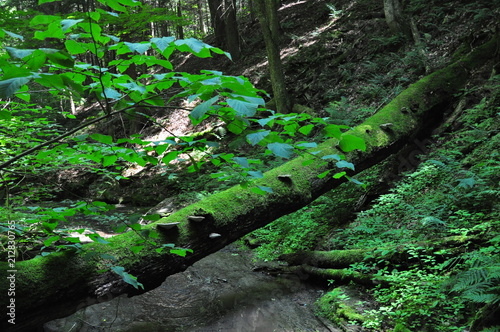 moss