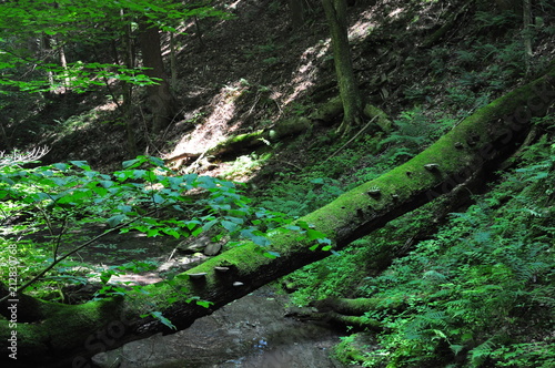 moss