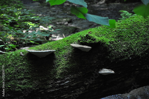 moss