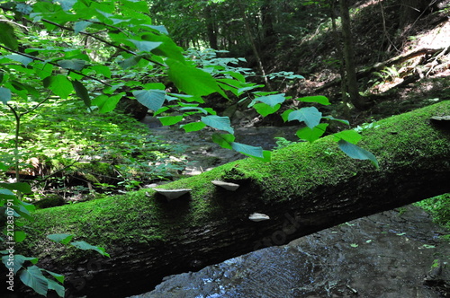 moss