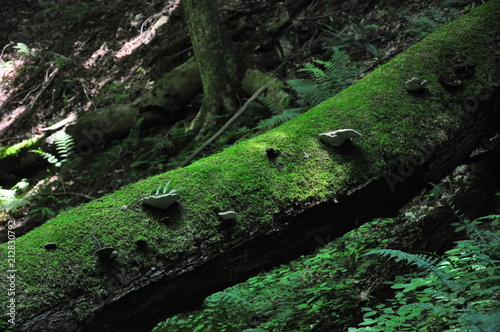 Moss