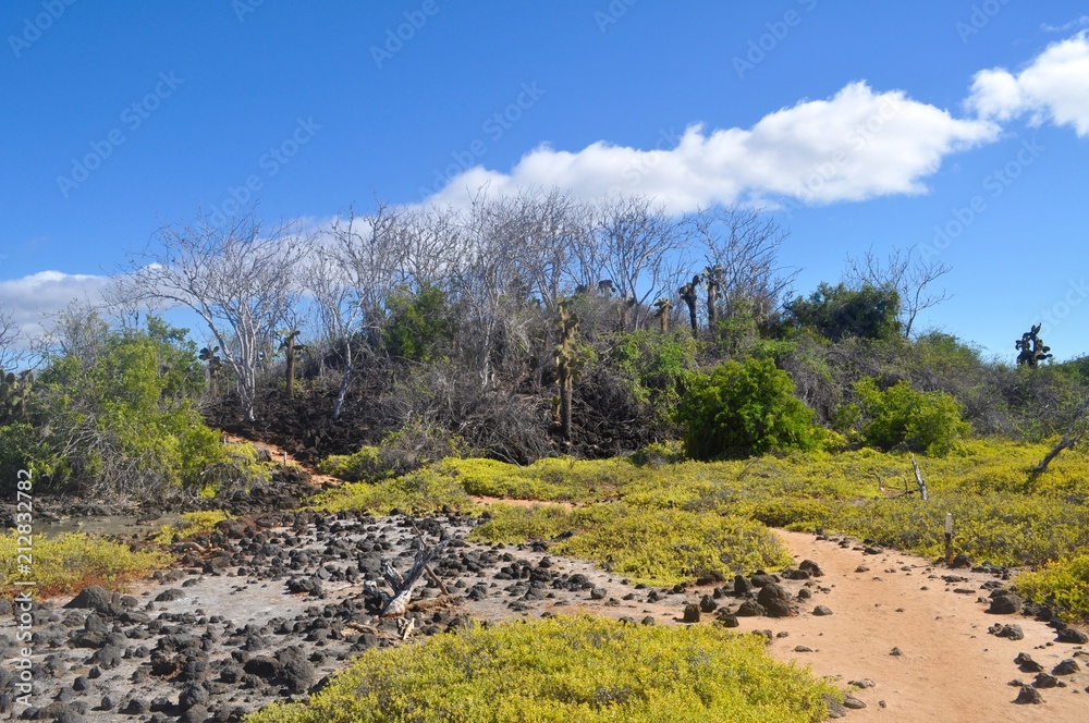 Forest in the Galapagos Islands
