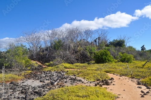 Forest in the Galapagos Islands © Andrew