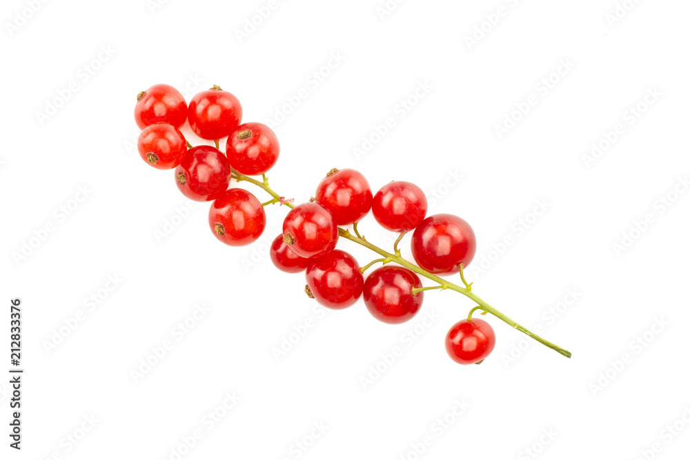 One whole red currant berry string flatlay isolated on white.