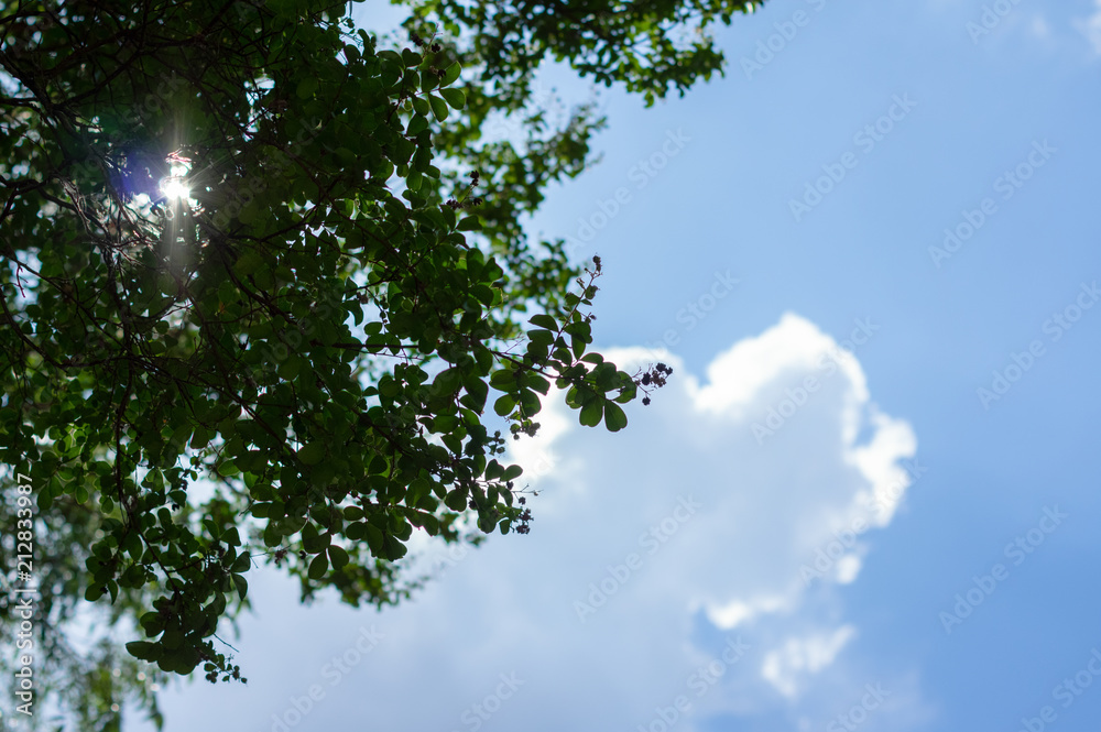 Sun shining through tree leaves with blue sky and fluffy white clouds background Sun shining through tree leaves with blue sky and fluffy white clouds background