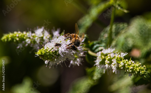 Bee Flower © Frank