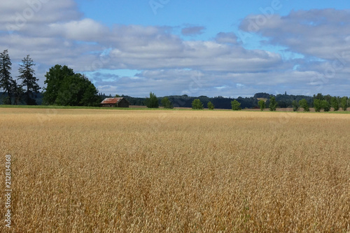 Grass Field and Barn near McMinnville, Oregon