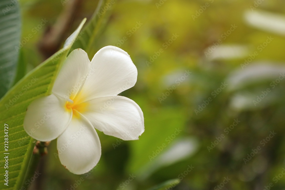 Obraz premium Tropical flowers white frangipani