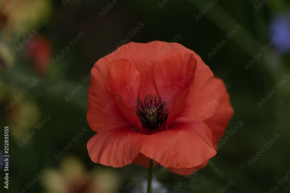 Fire flower Fire flower