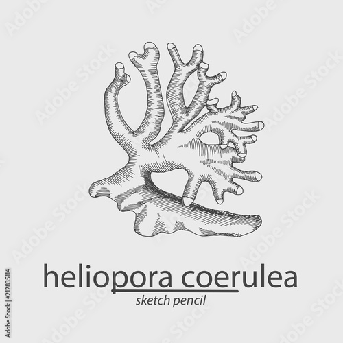 Coral.Heliopora curulae. Sea. Sketch style. Vector illustration