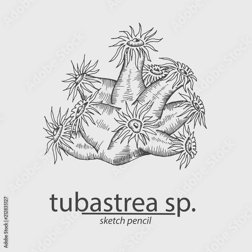 Coral.Tubastrea sp. Sea. Sketch style. Vector illustration
